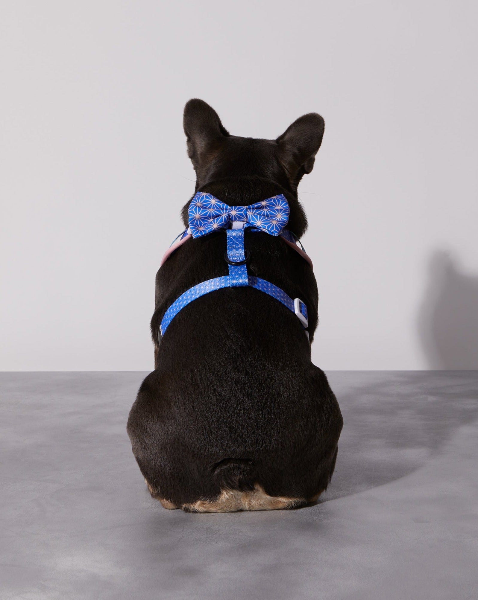 Asanoha Dog Collar & Bowtie