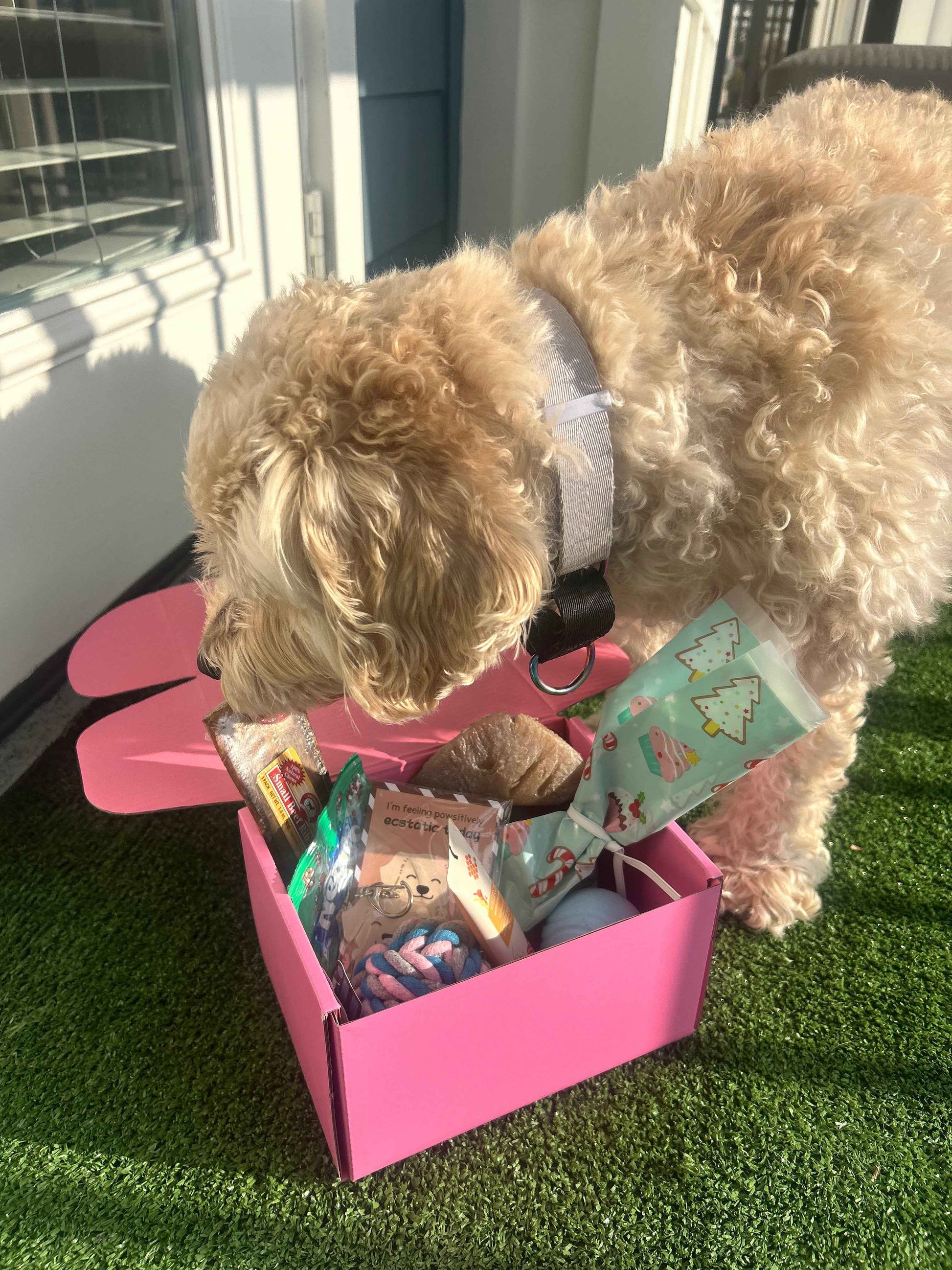 Pawliday Box