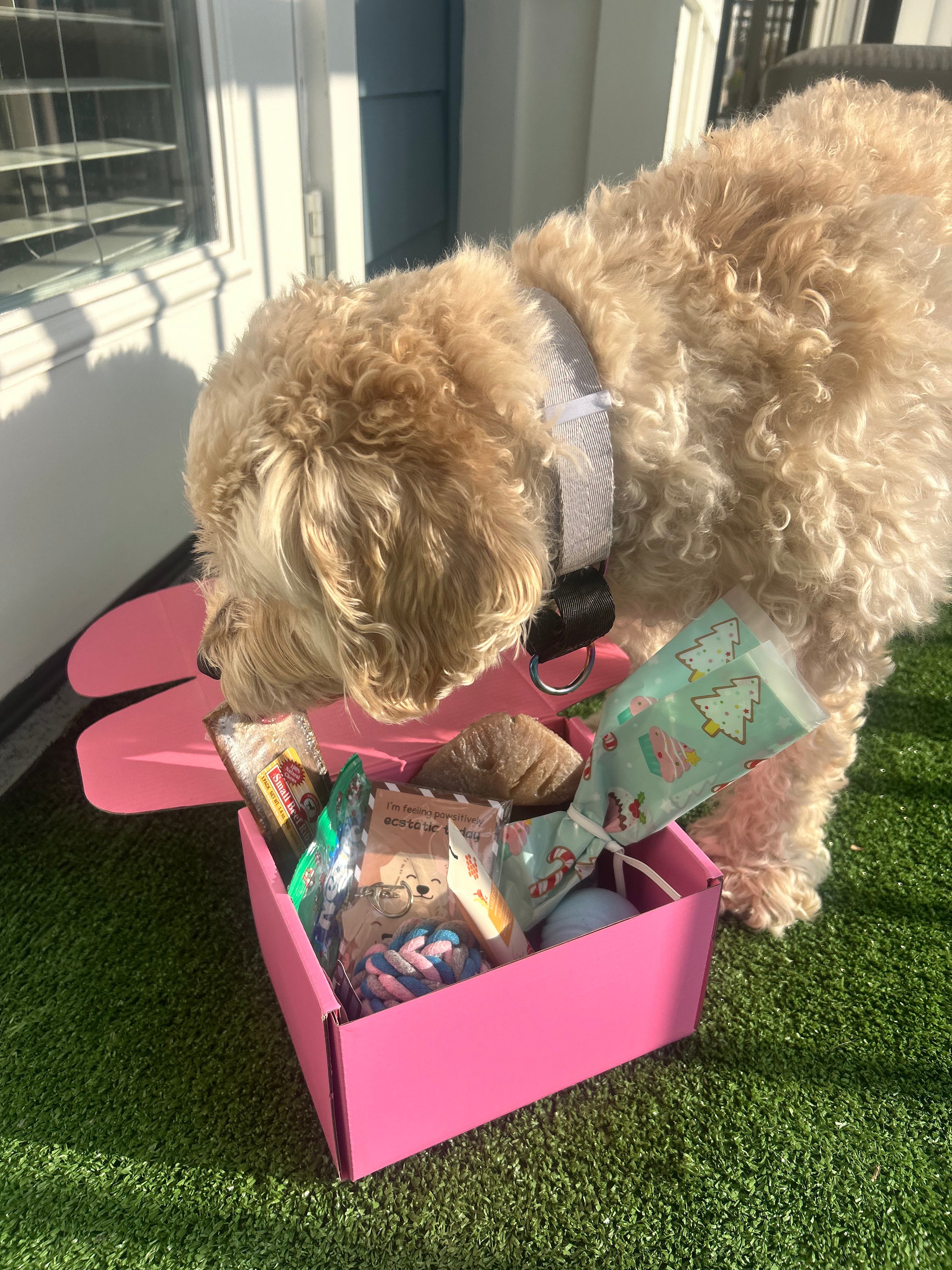 Pawliday Box - FurryTails Haven