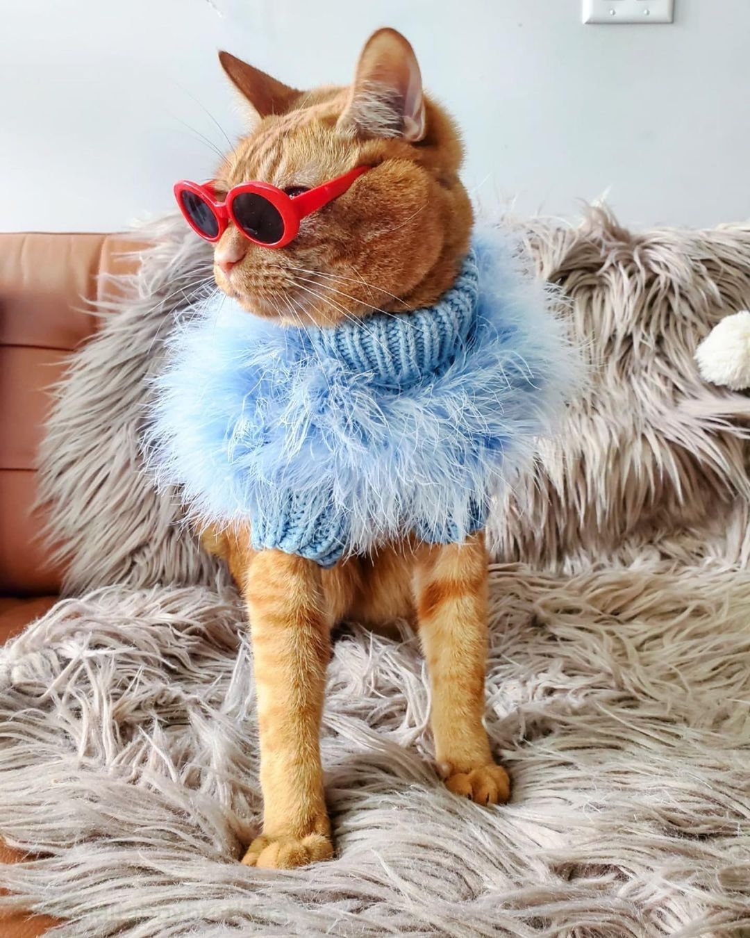 Haute Couture Feathered Luxury Pet Sweater - FurryTails Haven